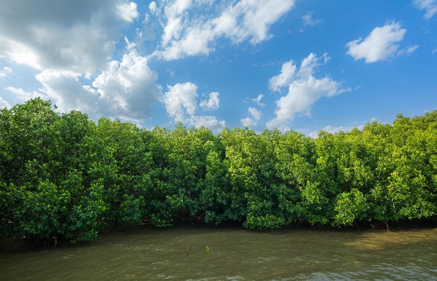 Mangrove forests and coastlines,Red mangrove forest and shallow waters in a Tropical island ,Mangrov