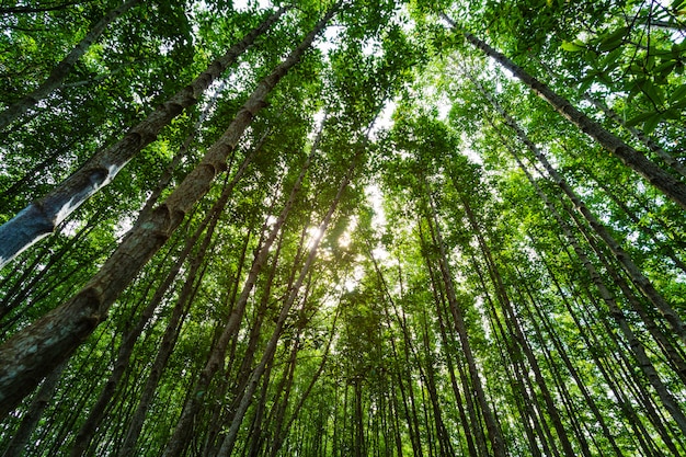 Mangrove forests with green leaves in Tung Prong Thong, Rayong, Thailand