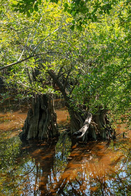 Photo mangrove in the mayan jungle of the mexican caribbean