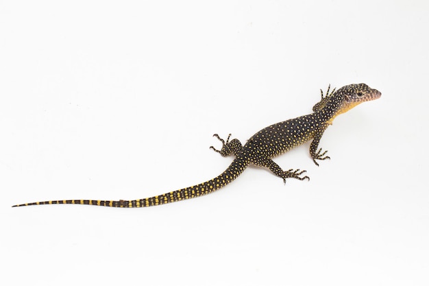 The mangrove monitor or Western Pacific monitor lizard (Varanus indicus) on white background