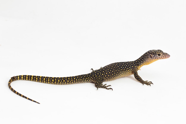 The mangrove monitor or Western Pacific monitor lizard (Varanus indicus) on white background