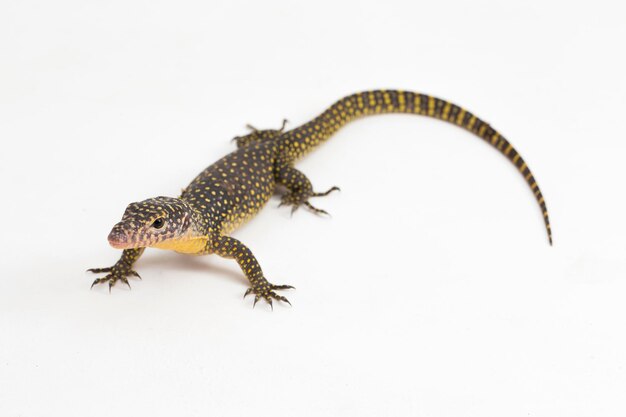 The mangrove monitor or Western Pacific monitor lizard (Varanus indicus) on white background