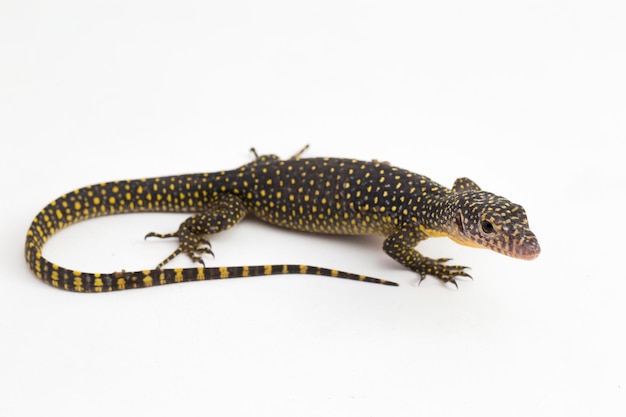 The mangrove monitor or Western Pacific monitor lizard (Varanus indicus) on white background