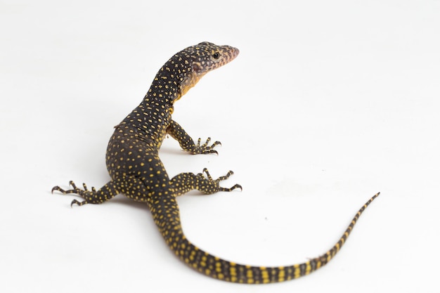 The mangrove monitor or Western Pacific monitor lizard (Varanus indicus) on white background