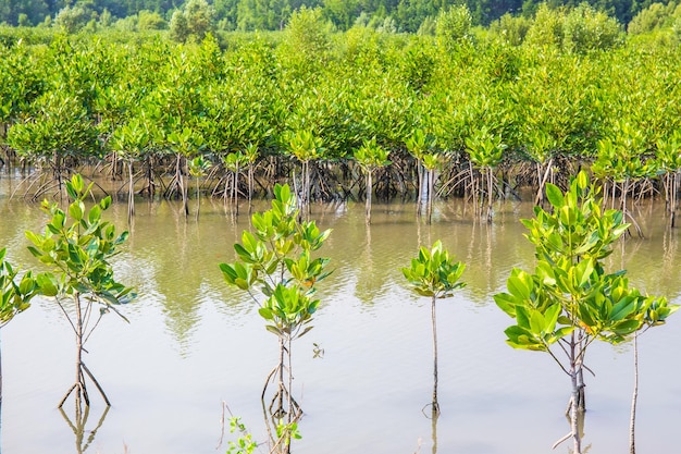 Mangrove planting project river brae in Thailand Plant used preserve the embankment