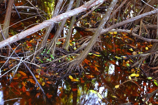 Mangrove swamp tropical water detail