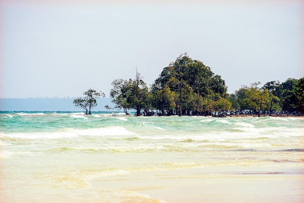 Mangrove thickets in the water