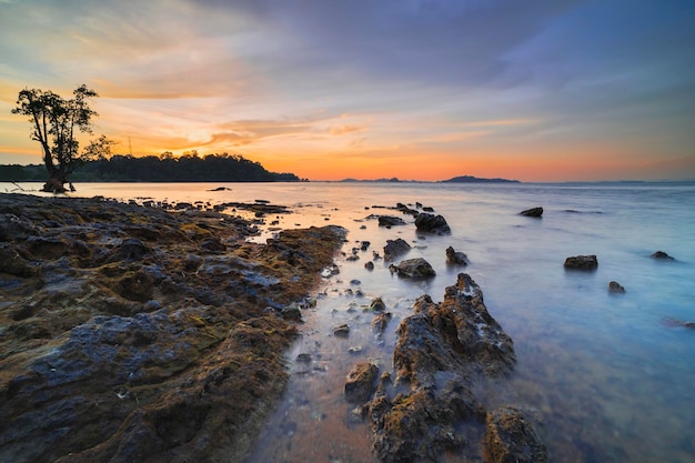 mangrove tree on beach  beauty sunset  on beach