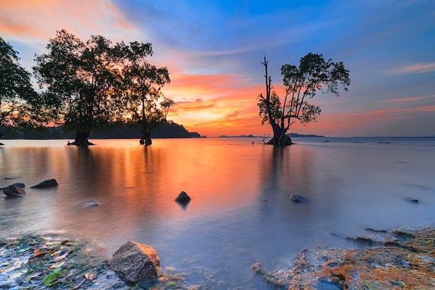 mangrove tree on beach  beauty sunset  on beach