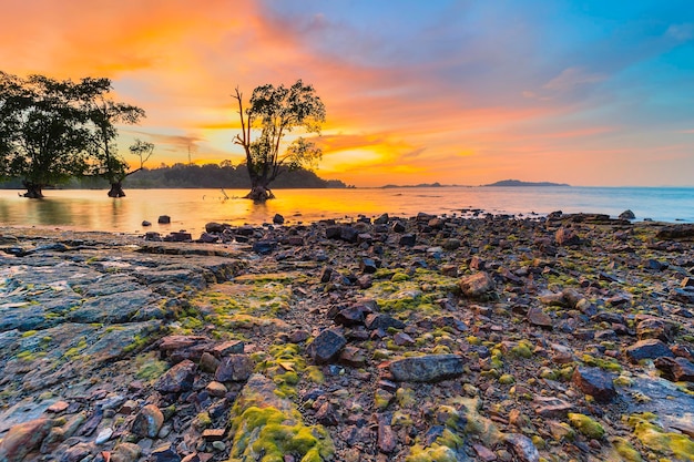 mangrove tree on beach  beauty sunset  on beach