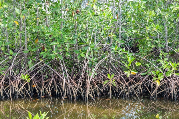 Mangrove tree roots grow up reflecting water