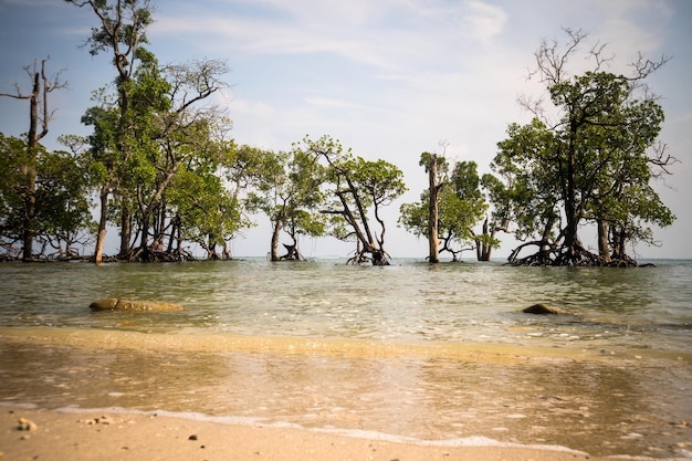 Mangrove trees on the beauty beach