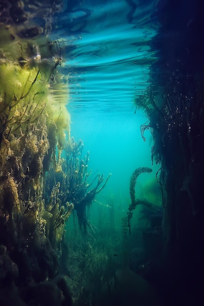 mangroves underwater landscape background / abstract bushes and trees on the water, transparent water nature eco