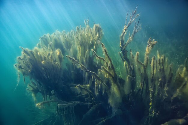 mangroves underwater landscape background / abstract bushes and trees on the water, transparent water nature eco