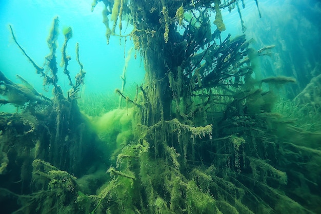 mangroves underwater landscape background / abstract bushes and trees on the water, transparent water nature eco