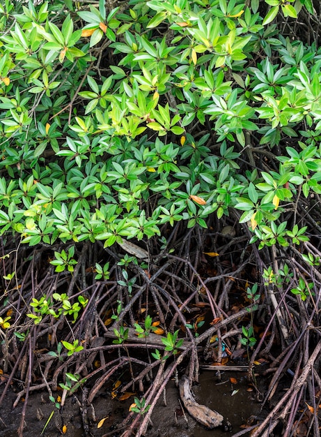 Mangroves And with long roots and leaves green and planted along forest.