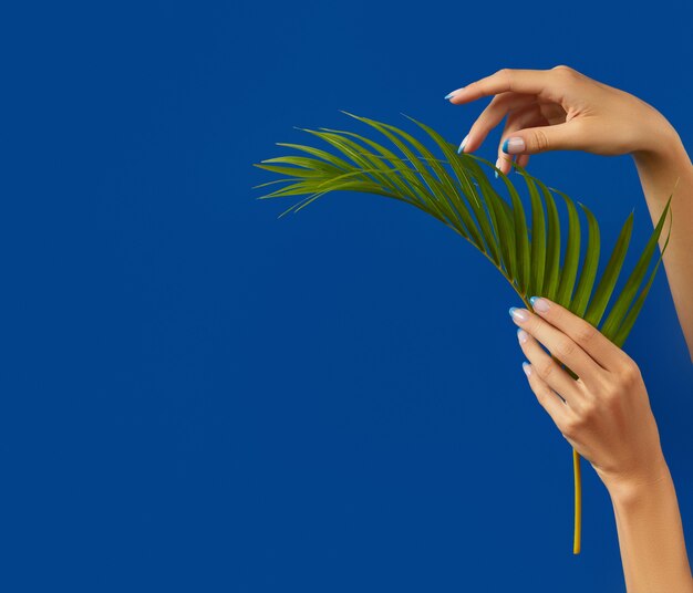 Photo manicured womans hands holding palm leaf on blue background