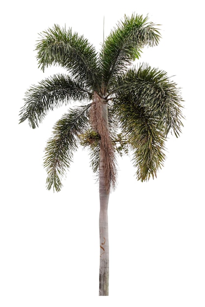 Manila palm tree is isolated on a white background clipping pat