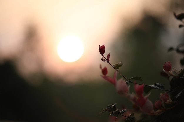 Manila tamarind flower with sunrise background