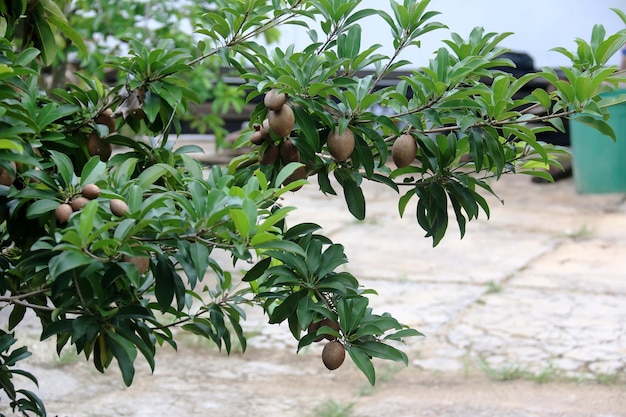 Manilkara Zapota Tree commonly known as Sapodilla Sapote Naseberry or Chicle