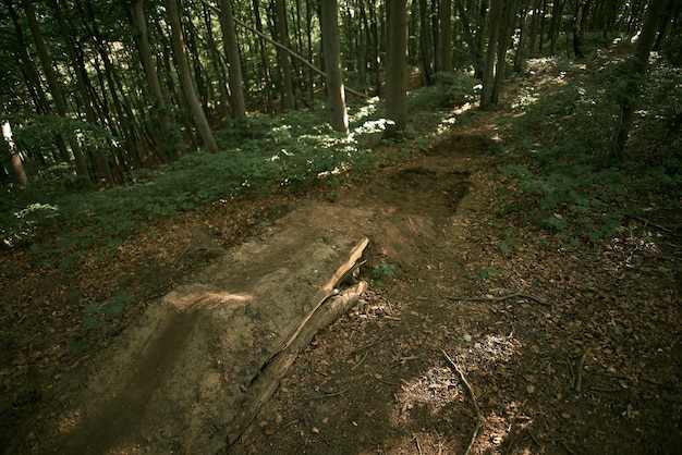 Manmade trampoline in the woods with the path after it Mountain bike and enduro bike road in the forest with bump made of dirt Extreme sports and cross country outdoor activity spot