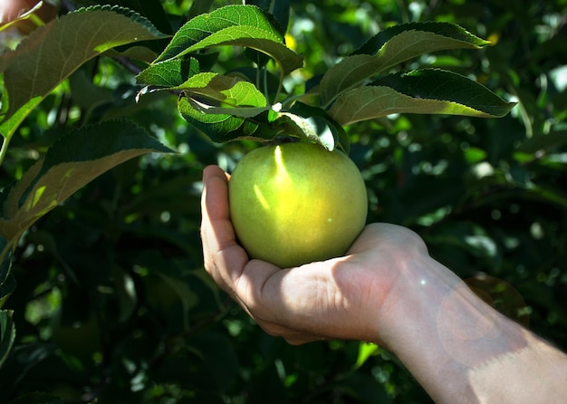 Mans hand holds apple on tree Apple orchard