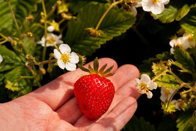 A mans hand holds a ripe freshly picked strawberry against the background of a garden bed