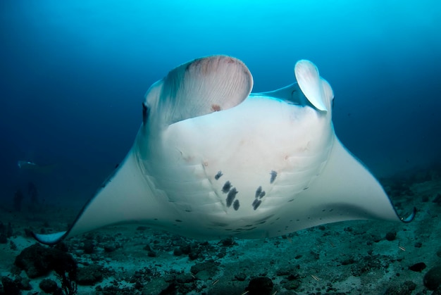 Manta ray in a cleaning station