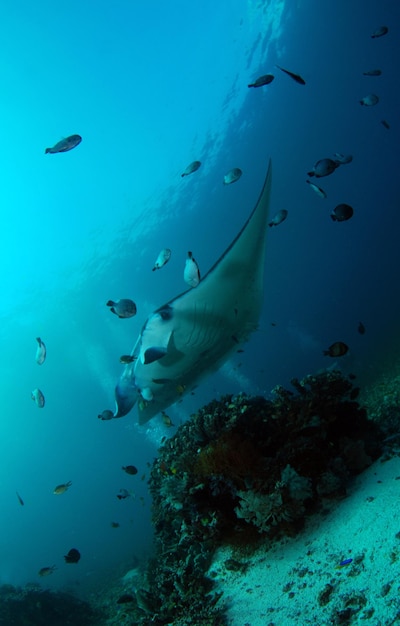 Manta Ray. Underwater world of Indonesia.