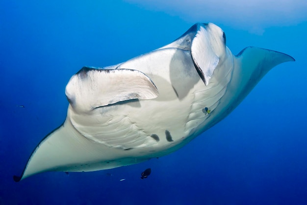 Manta Ray