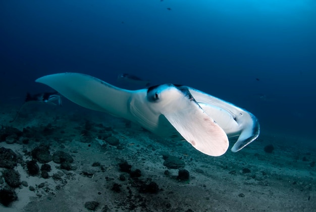 Manta rays swimming around a cleaning station