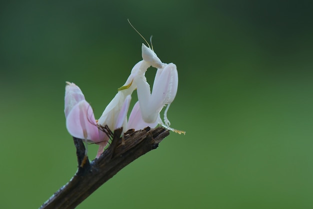 Mantis fly on green background