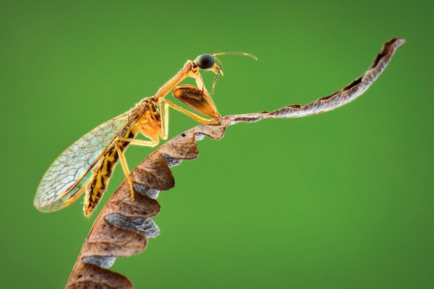 Mantis Fly is at the tip of a leaf in a tropical garden