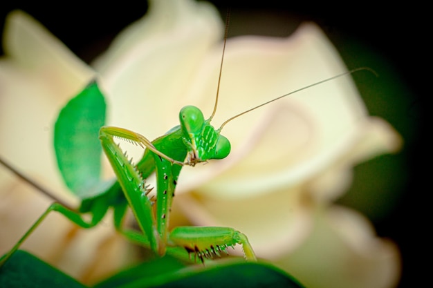 mantis insect macro photography premium photo