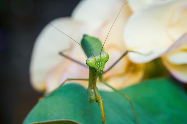 mantis insect macro photography premium photo