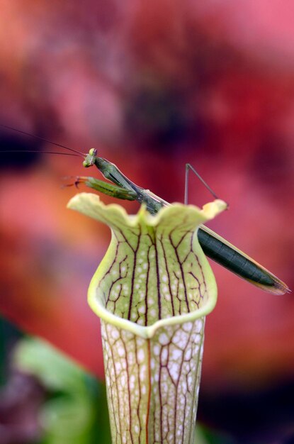 Photo a mantis mantis religiosa perched on the carnivorous plant sarracenia leucophylla x sarracenia hummers hammerhead