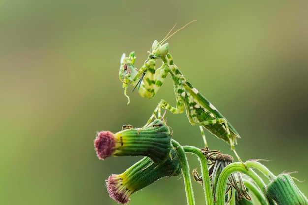 Mantisfly  prey on twigs in tropical garden  praying mantis