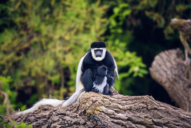 Mantled guereza and its baby