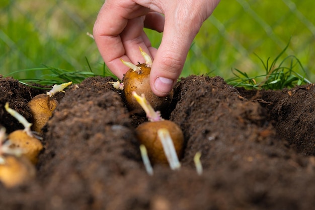 Manual planting of potato tubers in the ground Early spring preparation for the garden season