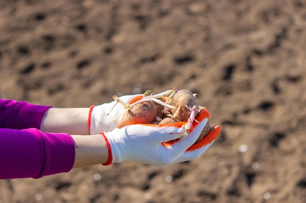 Manual planting of potato tubers in the ground Early spring preparation for the garden season