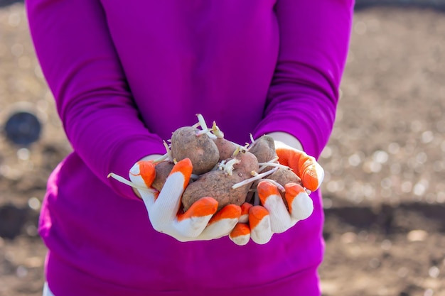 Manual planting of potato tubers in the ground Early spring preparation for the garden season