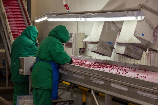 Manual sorting of frozen cherries on the conveyor Workers in a warm uniform in the berry freezing shop