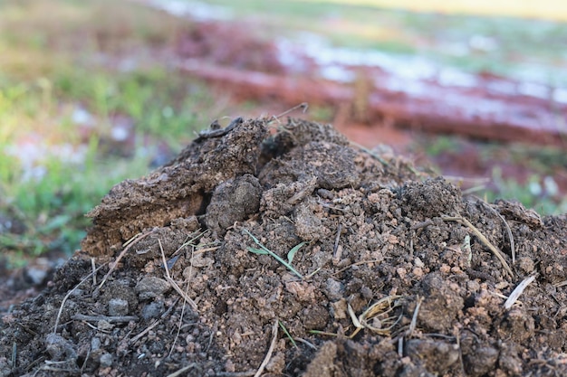 Manure is used to make organic fertilizers