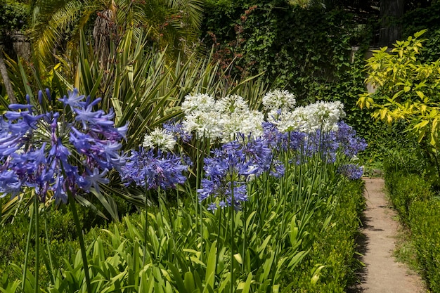 Many Agapanthus flowers