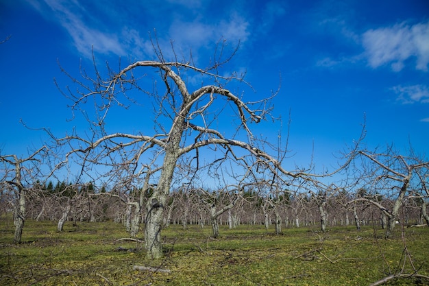 Many Apple Trees in a field