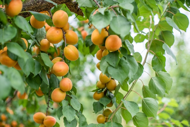 Many apricot fruits on a tree in the garden on a bright summer day Organic fruits Healthy food Ripe apricots