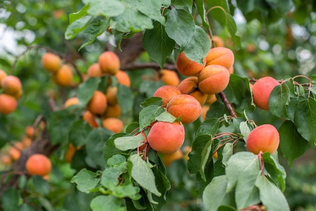 Many apricot fruits on a tree in the garden on a bright summer day Organic fruits Healthy food Ripe apricots