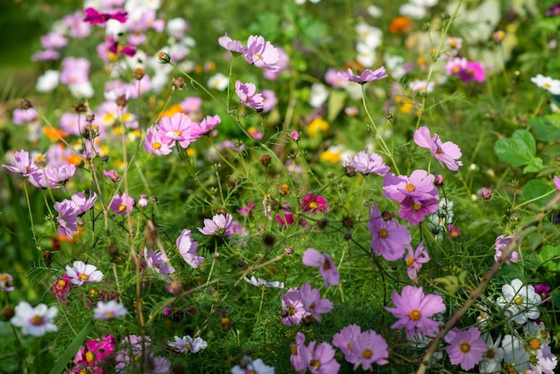 Many autumn wildflowers background