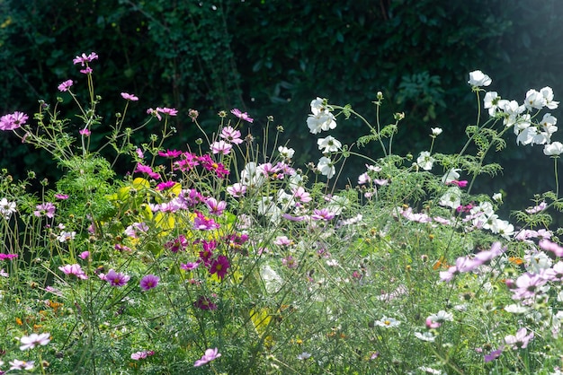 Many autumn wildflowers background