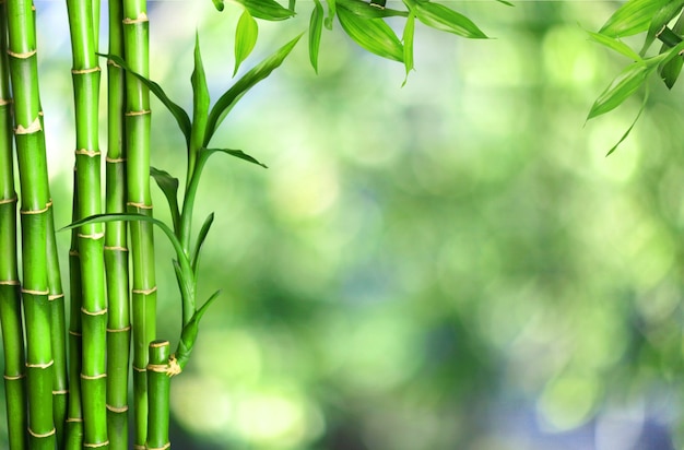 Many bamboo stalks  on background